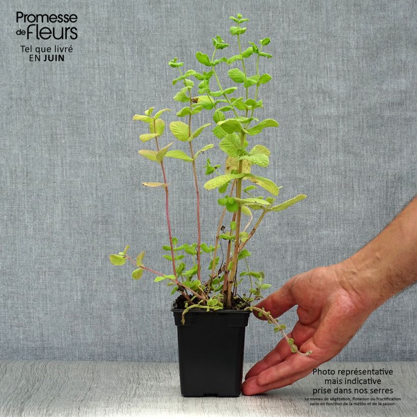 Esemplare di Mentha piperata officinalis Alba Bio - Menta piperita Vasetto da 8/9 cm consegnato in estate