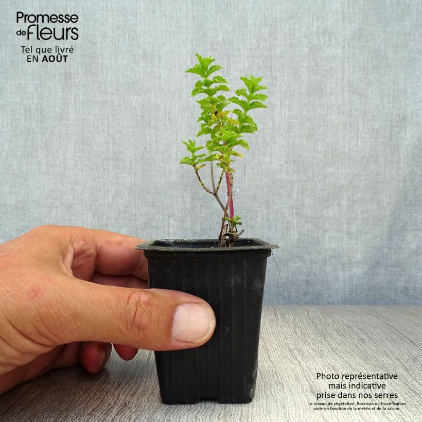 Esemplare di Mentha haplocalyx Bio - Menta Vasetto da 8/9 cm consegnato in estate