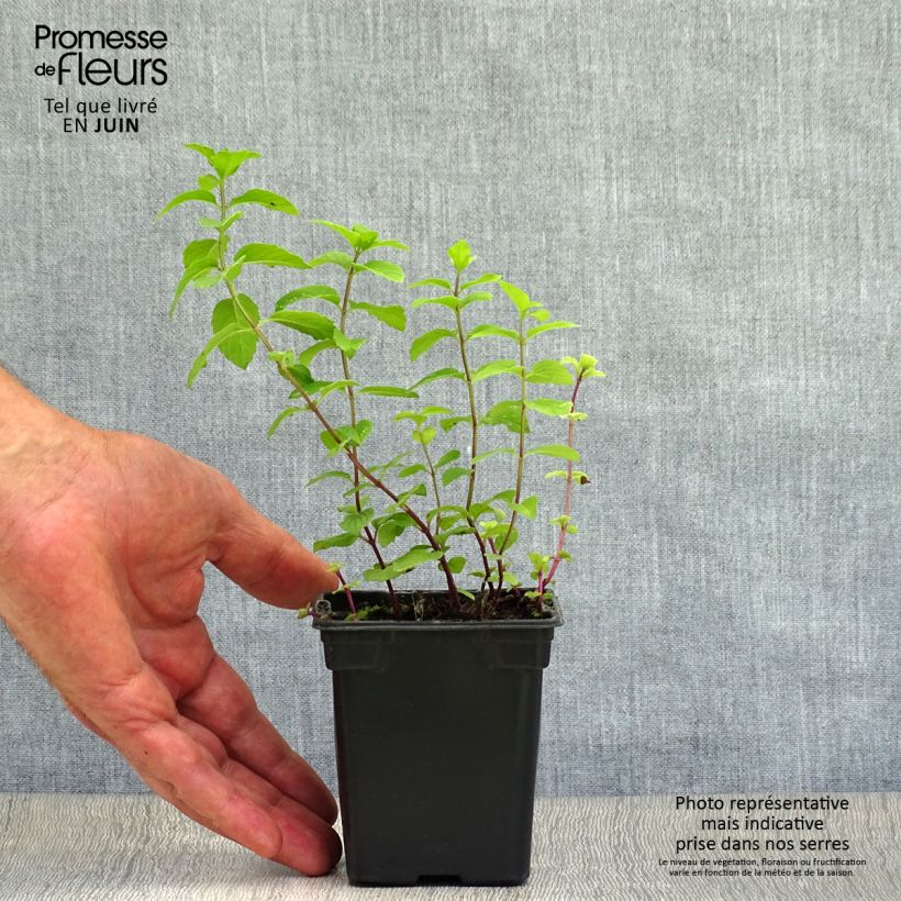 Esemplare di Mentha citrata - Menta bergamotto Vasetto da 8/9 cm consegnato in estate