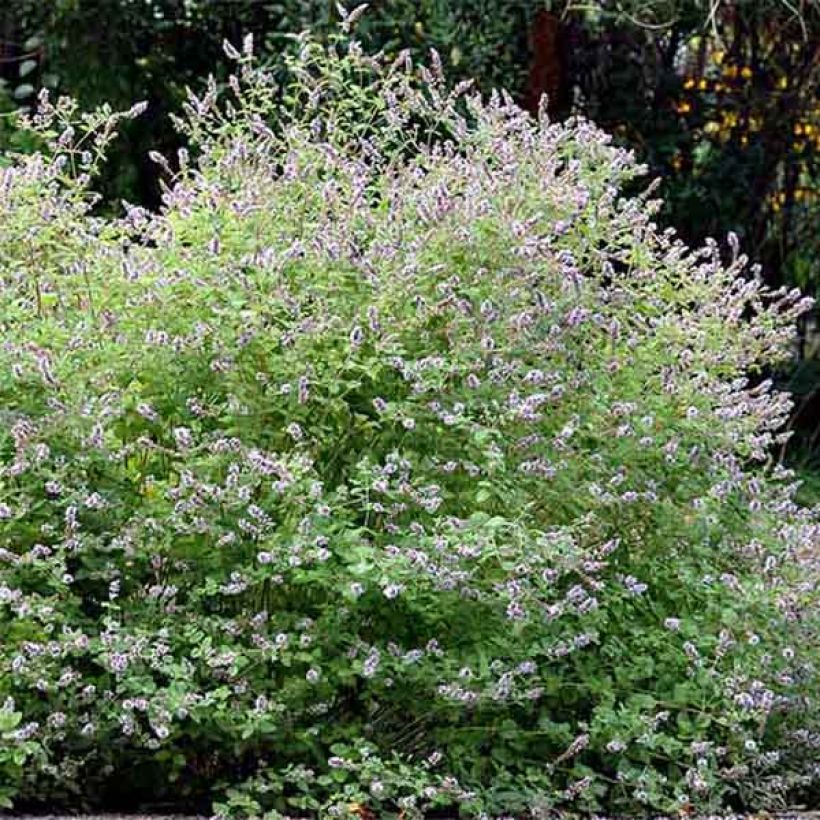 Mentha Gattefossei Bio - Menta (Porto)