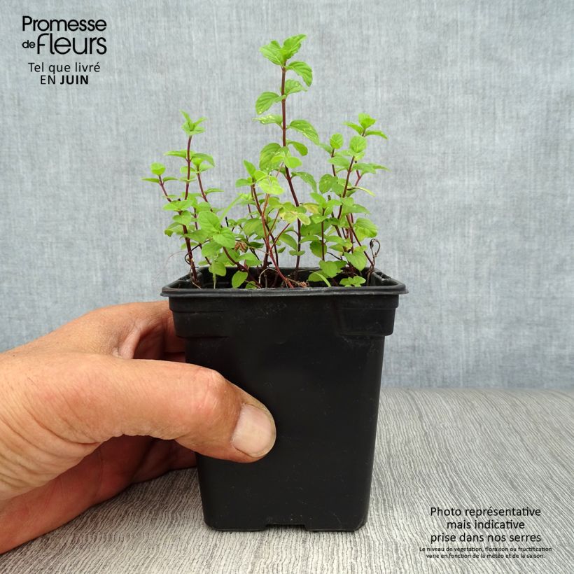 Esemplare di Mentha piperita Ginger Bio - Menta piperita Vasetto da 7/8 cm consegnato in estate