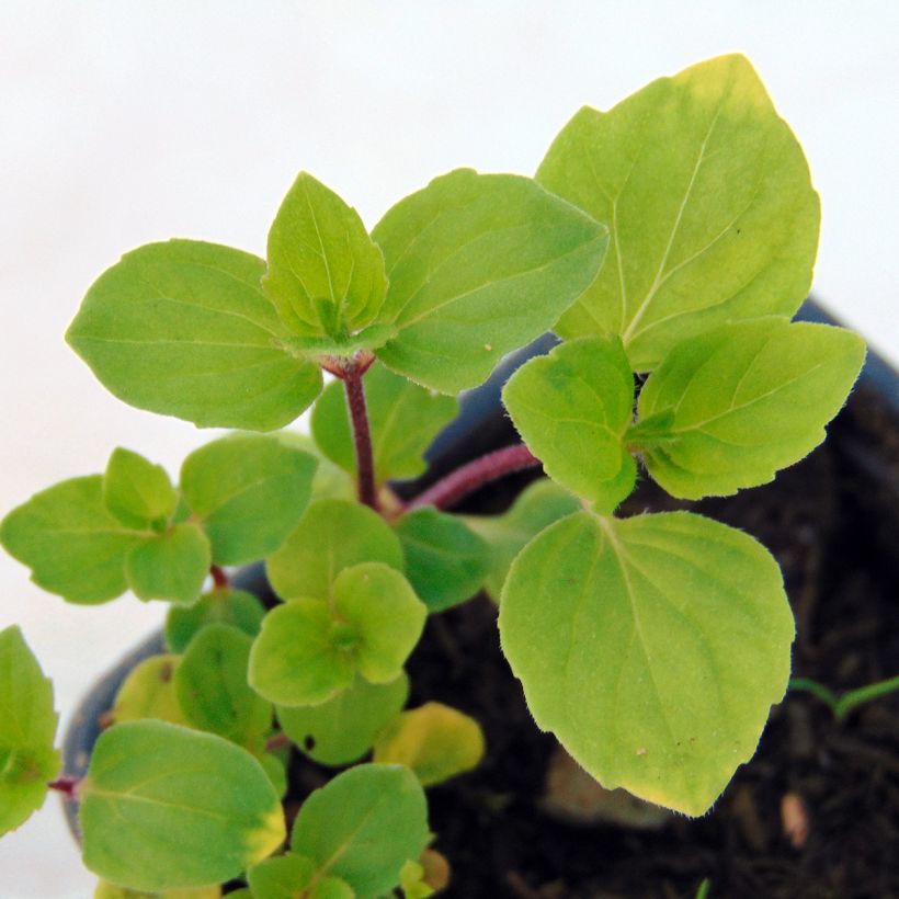 Mentha piperita Ginger Bio - Menta piperita (Fogliame)