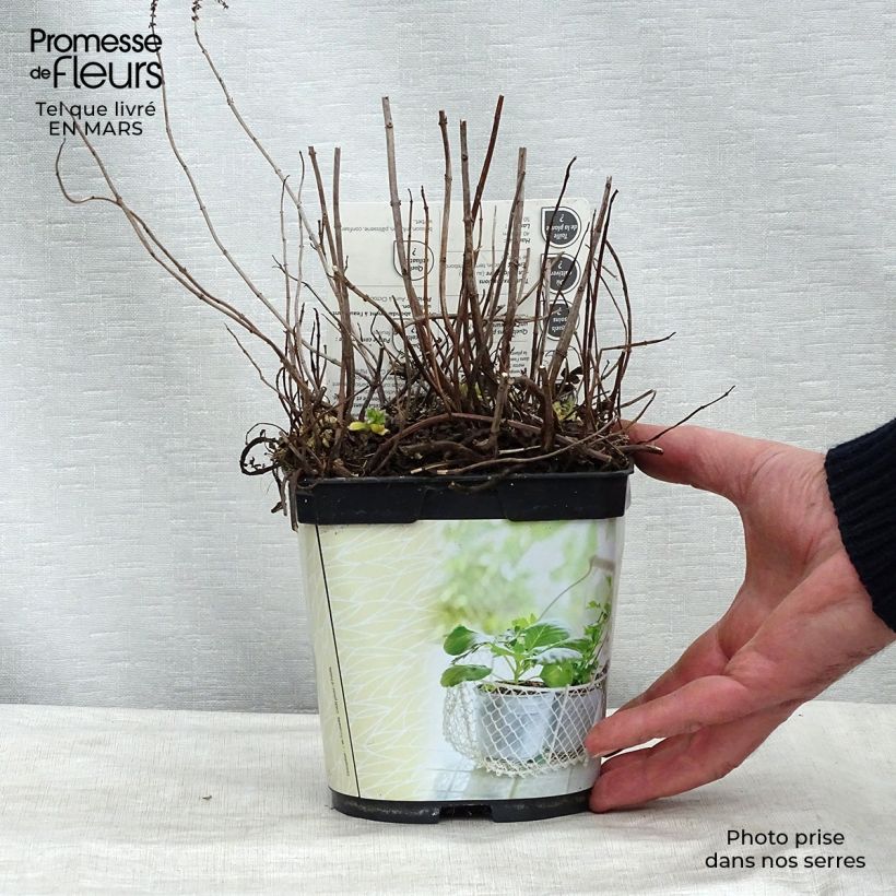 Mentha hemingwayensis Mojito - Menta Vaso da 1L/1,5L esemplare consegnato in inverno