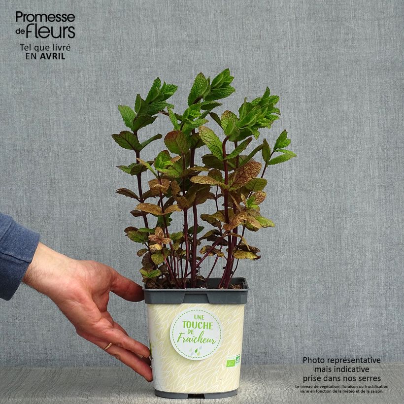 Mentha hemingwayensis Mojito - Menta Vaso da 1L/1,5L esemplare consegnato in primavera