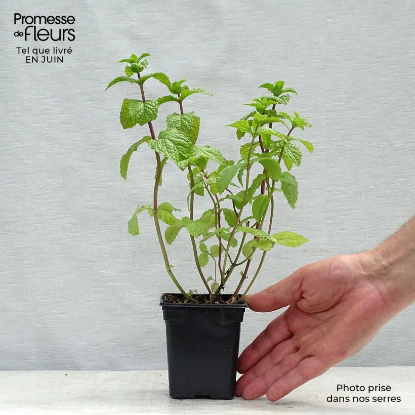Esemplare di Mentha hemingwayensis Mojito Bio - Menta Vasetto da 7/8 cm consegnato in estate