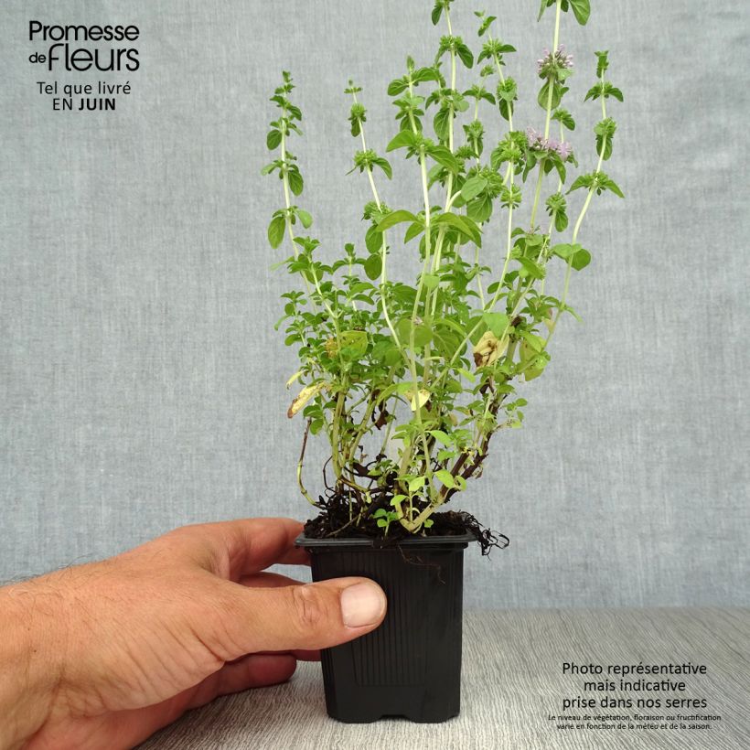 Esemplare di Mentha pulegium - Menta Vasetto da 8/9 cm consegnato in estate