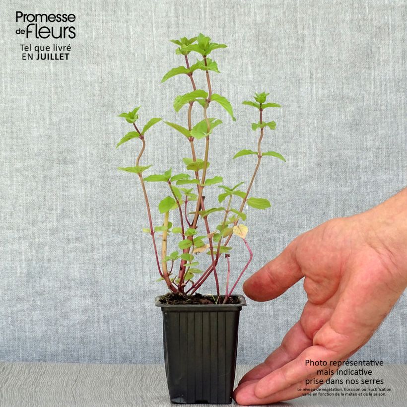 Esemplare di Mentha piperita Réglisse Bio - Menta piperita Vasetto da 7/8 cm consegnato in estate