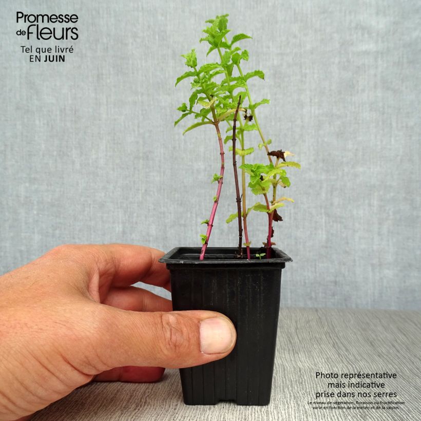 Esemplare di Mentha Tunisino Bio Vasetto da 8/9 cm consegnato in estate