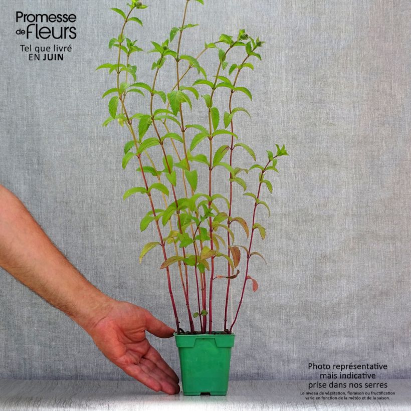Esemplare di Mentha piperita Citaro - Menta piperita Vaso da Ø 10 cm/11 cm consegnato in estate