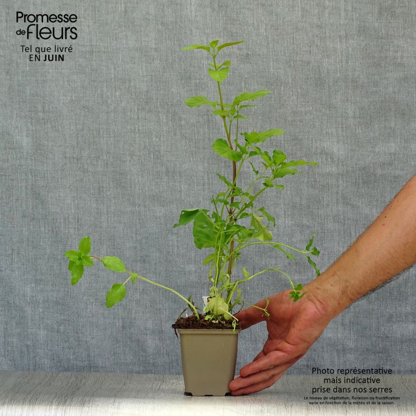 Esemplare di Mentha aquatica - Menta d'acqua Vasetto da 8/9 cm consegnato in estate