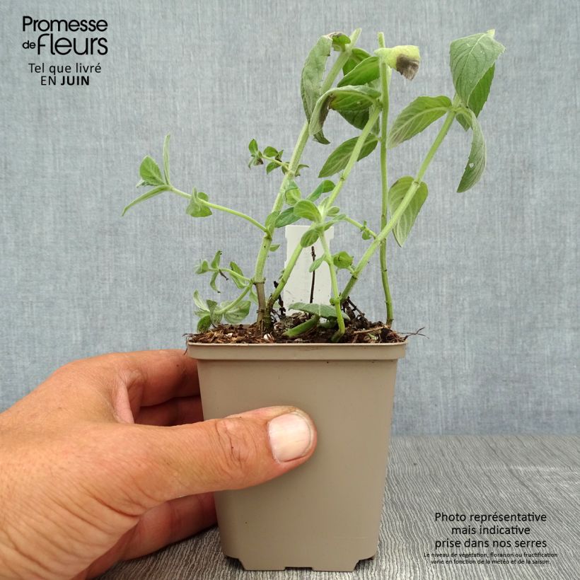 Esemplare di Mentha buddleiana - Menta Vasetto da 8/9 cm consegnato in estate