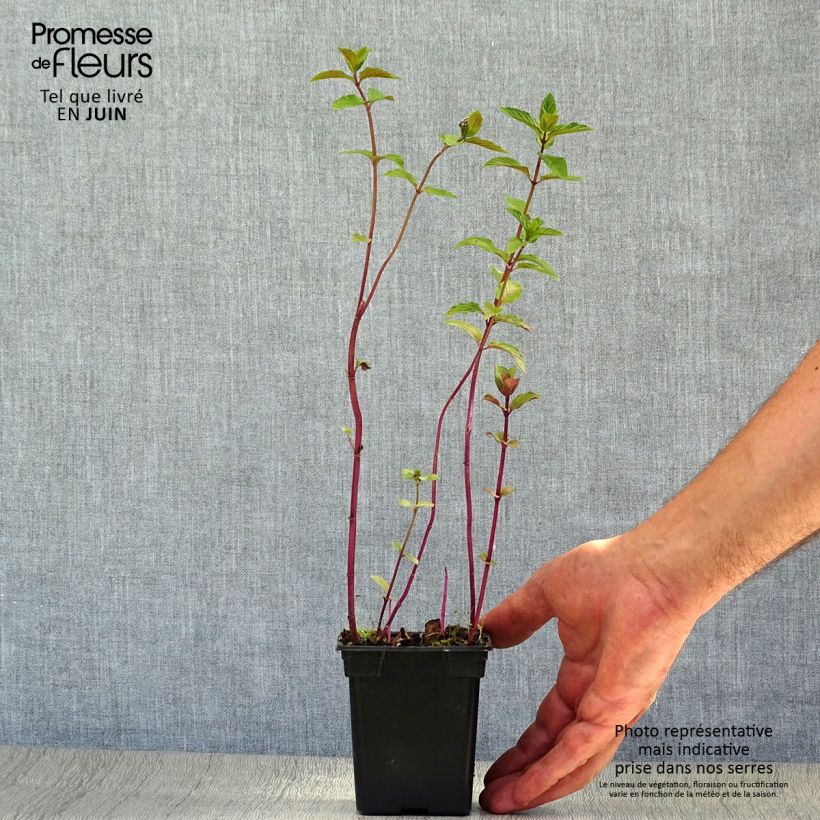 Esemplare di Mentha piperita schocominze - Menta piperita Vasetto da 8/9 cm consegnato in estate