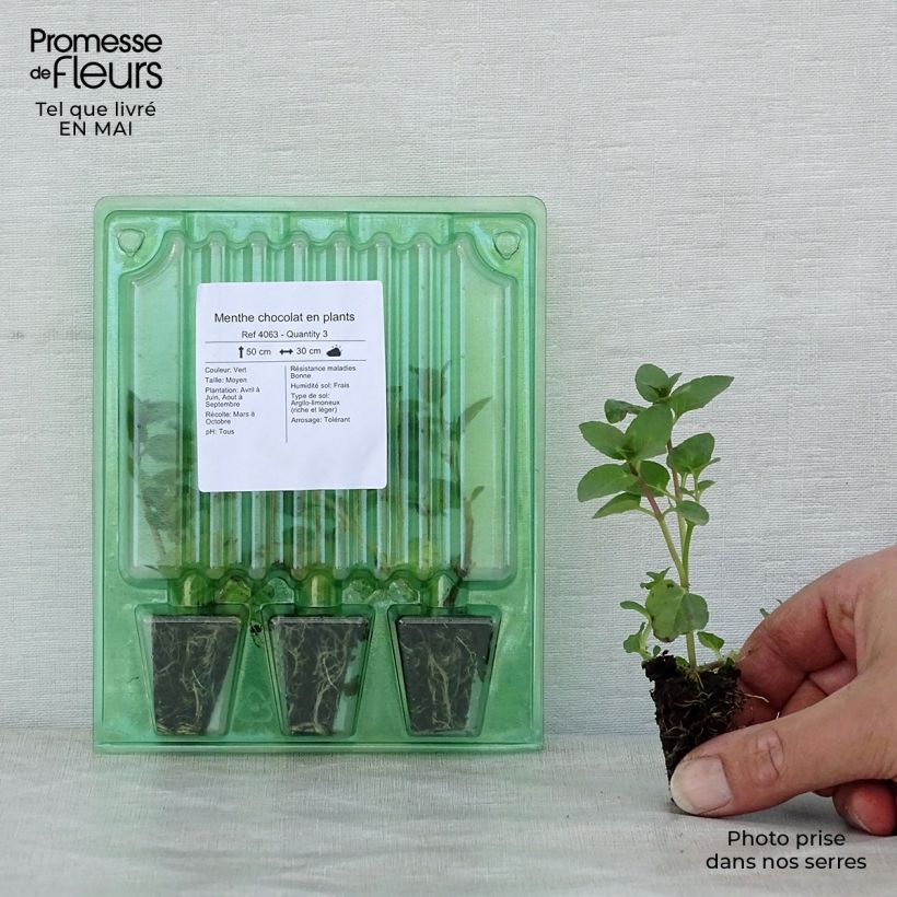 Menthe chocolat en plants Mini-motte 3 cm esemplare consegnato in primavera