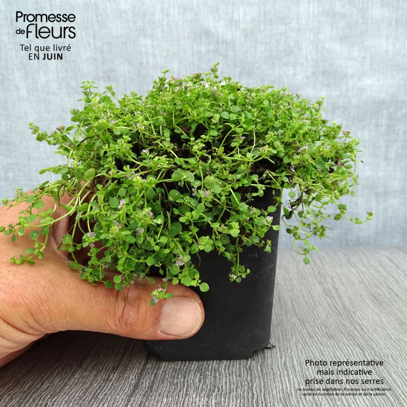 Esemplare di Mentha requienii - Menta Vasetto da 8/9 cm consegnato in estate