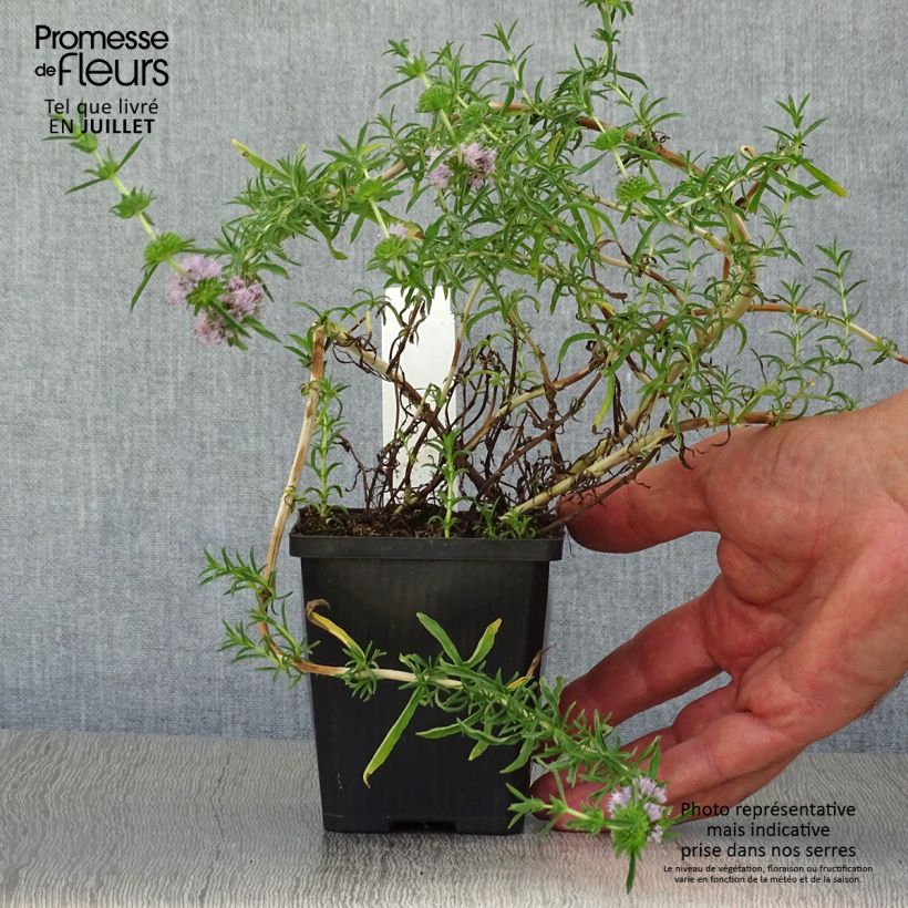 Esemplare di Mentha cervina - Menta cervina Vasetto da 8/9 cm consegnato in estate