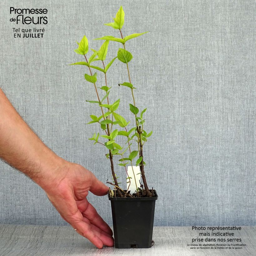 Esemplare di Pycnanthemum muticum - Menta di montagna Vasetto da 8/9 cm consegnato in estate