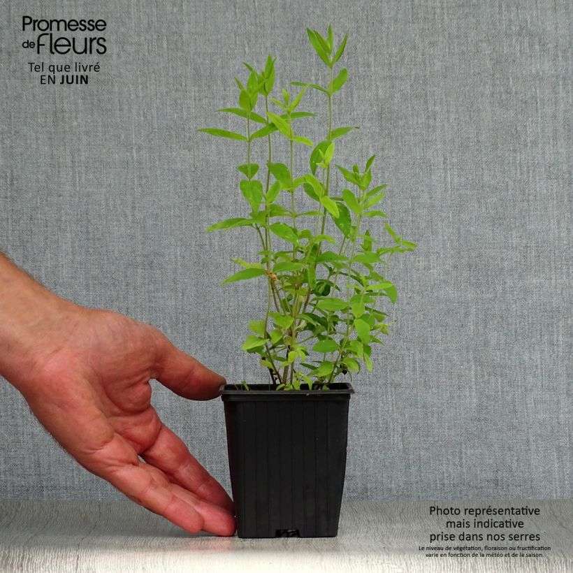 Esemplare di Pycnanthemum pilosum - Menta di montagna Vasetto da 8/9 cm consegnato in estate