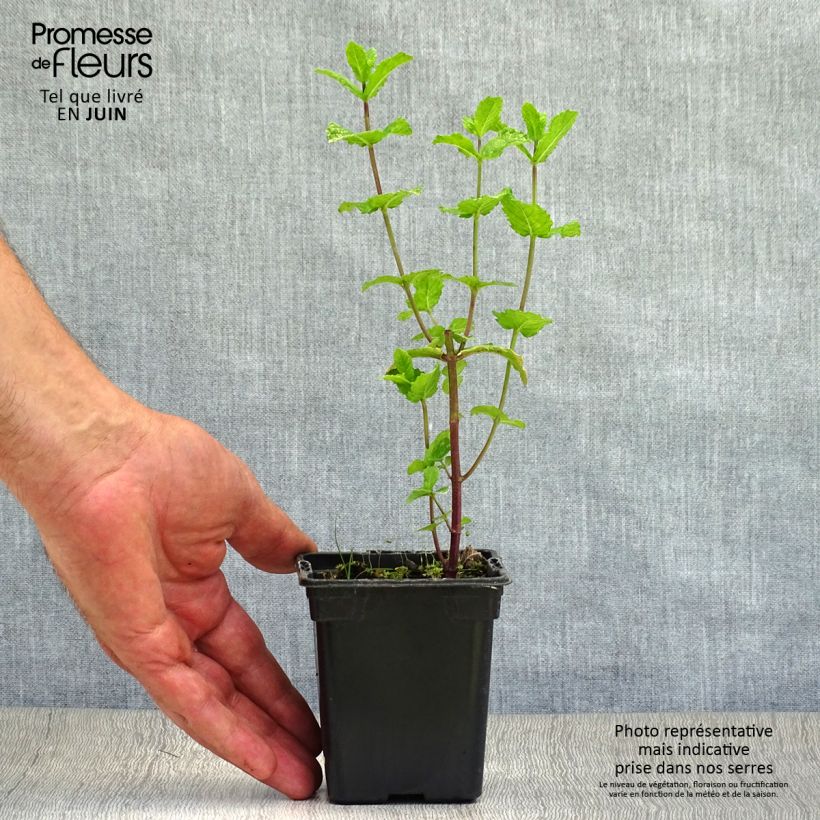 Esemplare di Mentha espagnole Bio - Menta Vasetto da 8/9 cm consegnato in estate