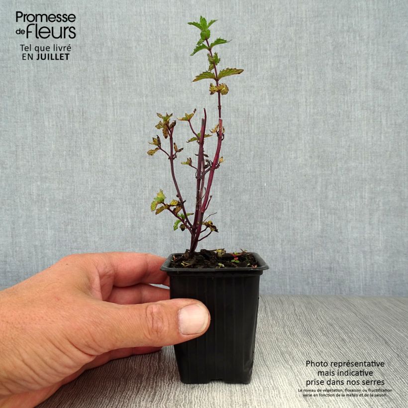 Esemplare di Mentastro verde crispa Bio Vasetto da 8/9 cm consegnato in estate