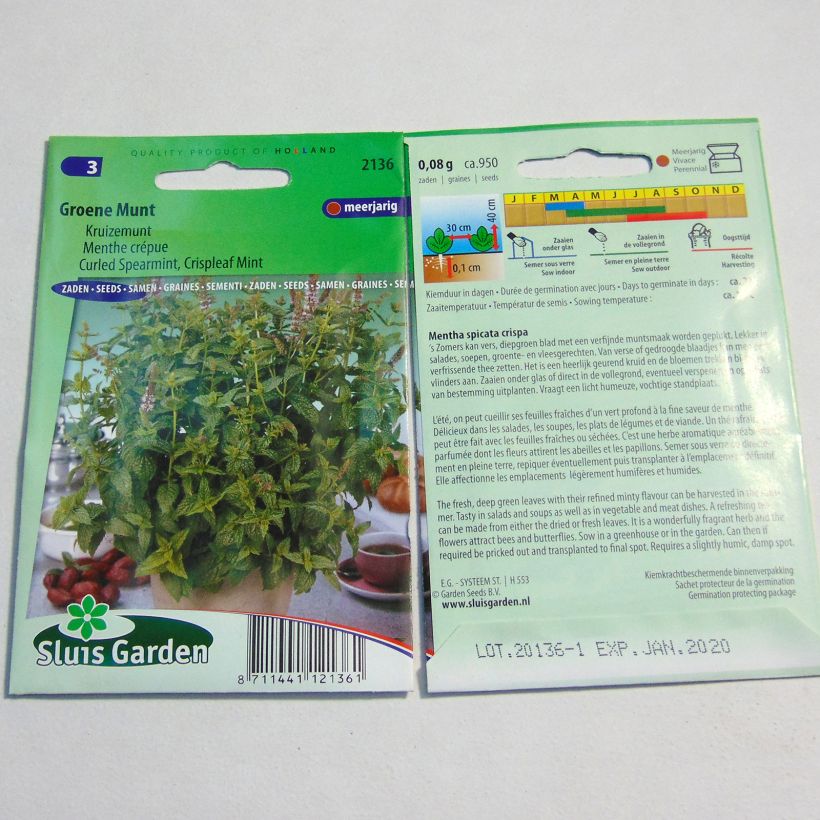 Esempio di esemplare Mentastro verde Crispata Bio sacchetto di semi 1800 come consegnato