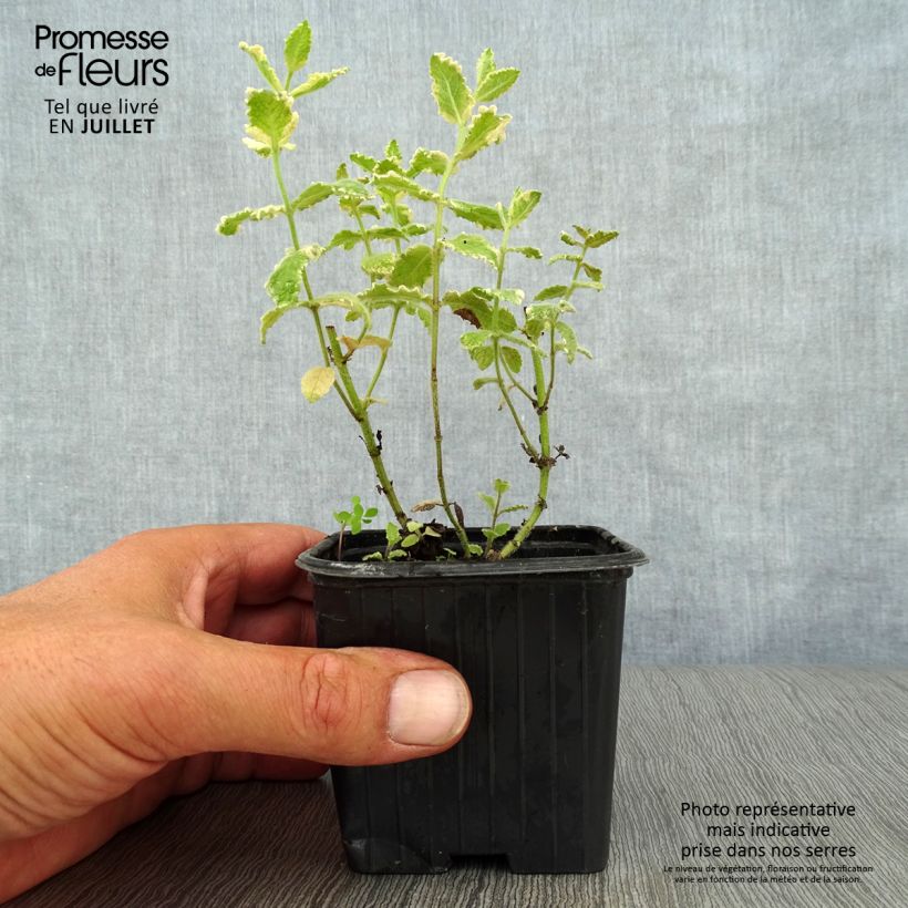 Esemplare di Mentha suaveolens Variegata - Menta a foglie rotonde Vasetto da 8/9 cm consegnato in estate