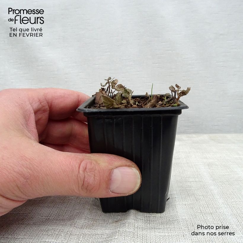 Mentha suaveolens Pinedo - Menta a foglie rotonde Vaso da Ø 10 cm/11 cm esemplare consegnato in inverno