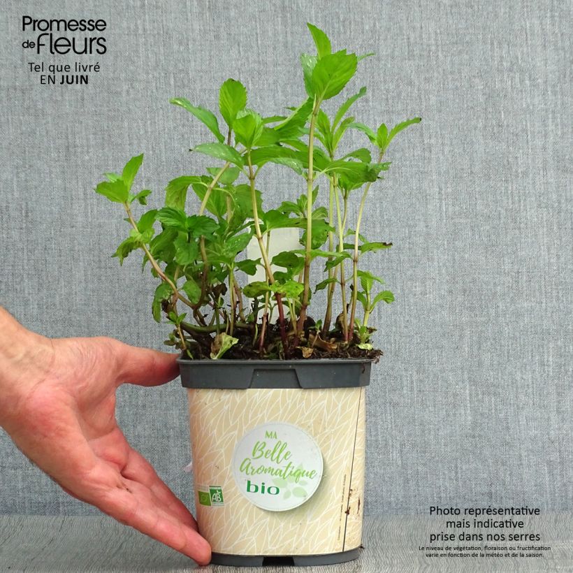 Esemplare di Mentha piperita Bio (piante) - Menta piperita Vaso da 1L/1,5L consegnato in estate