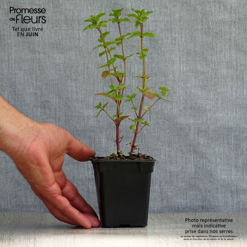 Esemplare di Mentha piperita - Menta piperita Vasetto da 8/9 cm consegnato in estate