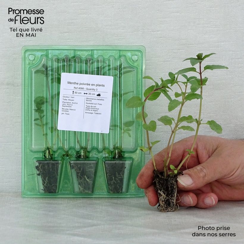 Mentha piperita (piante) - Menta piperita mini zolla... esemplare consegnato in primavera