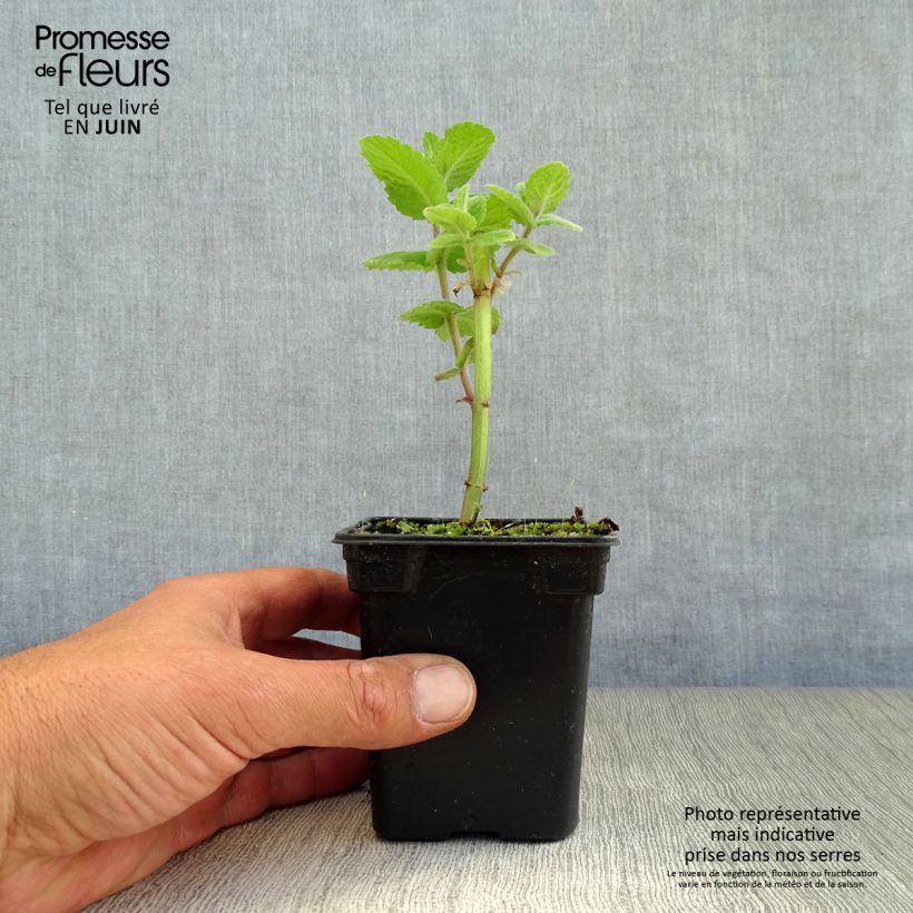 Esemplare di Mentha suaveolens Applefruit - Menta a foglie rotonde Vasetto da 8/9 cm consegnato in estate