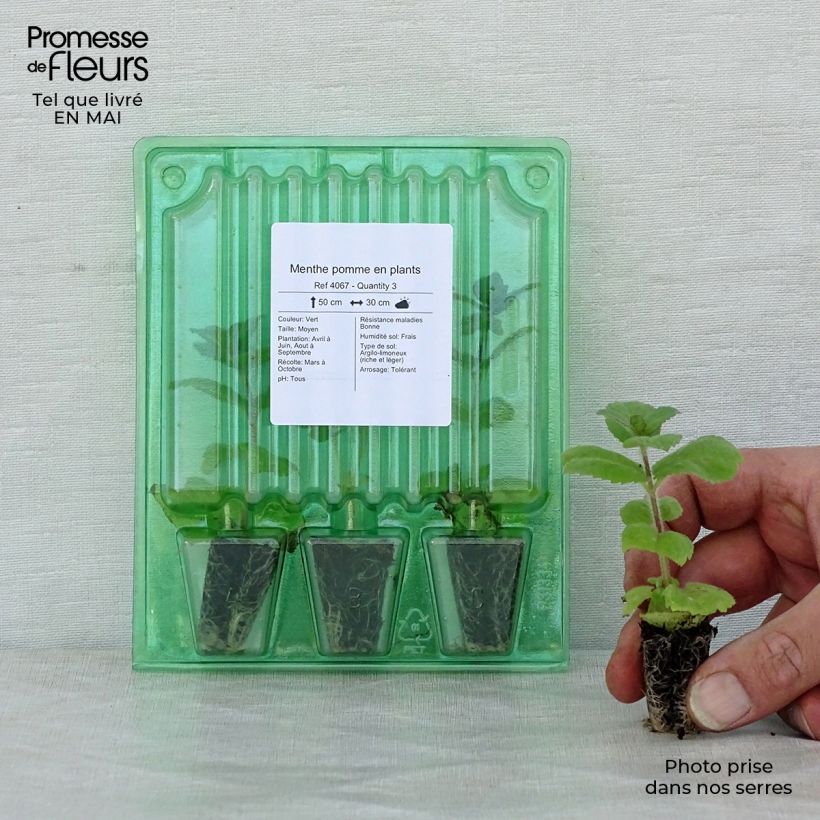 Mentha suaveolens Applefruit - Menta a foglie rotonde mini zolla... esemplare consegnato in primavera