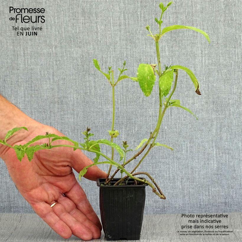 Esemplare di Mentha piperita Swiss - Menta piperita Vasetto da 8/9 cm consegnato in estate