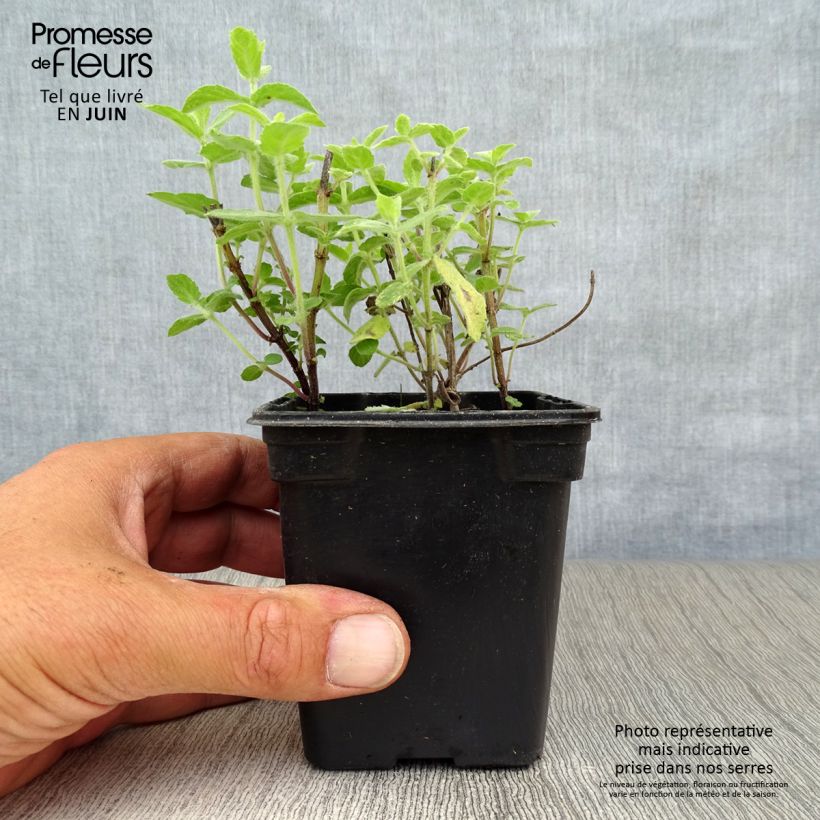 Esemplare di Mentha tomentosa Bio - Menta Vasetto da 8/9 cm consegnato in estate