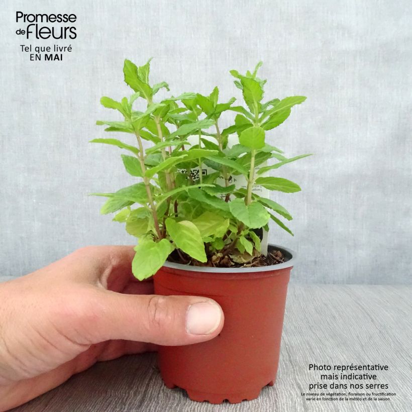 Mentastro verde Bio Vaso da Ø 10 cm/11 cm esemplare consegnato in primavera
