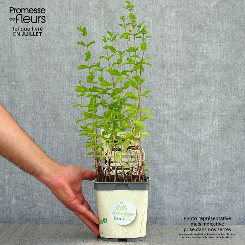 Esemplare di Mentastro verde Bio Vaso da 2L/3L consegnato in estate