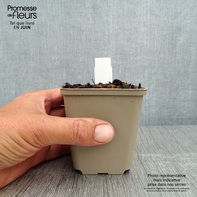 Esemplare di Mertensia virginica Vasetto da 8/9 cm consegnato in estate