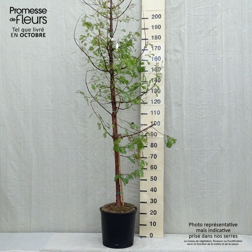 Esemplare di Metasequoia glyptostroboides - Abete d'acqua Vaso da 18L/20L come consegnato in autunno