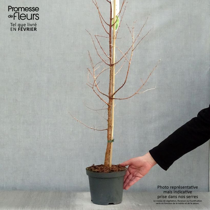 Metasequoia glyptostroboides - Abete d'acqua Vaso da 3L/4L esemplare consegnato in inverno