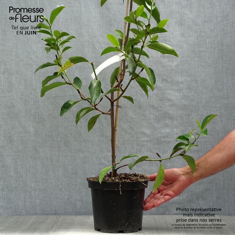 Esemplare di Magnolia Fairy Lime Vaso da 4L/5L consegnato in estate