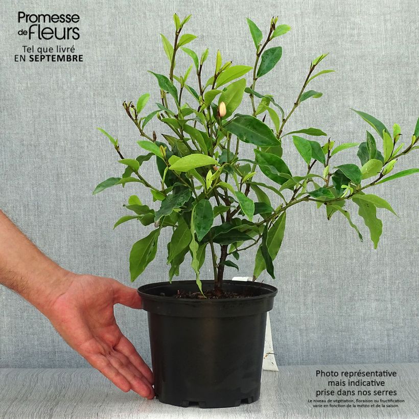Esemplare di Magnolia figo Vaso da 2L/3L come consegnato in autunno