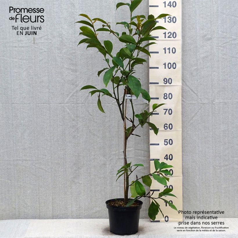 Esemplare di Magnolia foggii Allspice Vaso da 4L/5L consegnato in estate