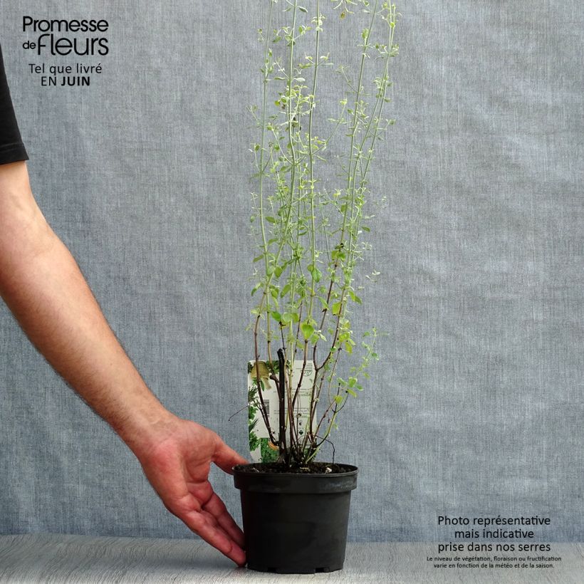 Esemplare di Micromeria thymifolia - Issopo del Carso Vaso da 1,5L/2L consegnato in estate