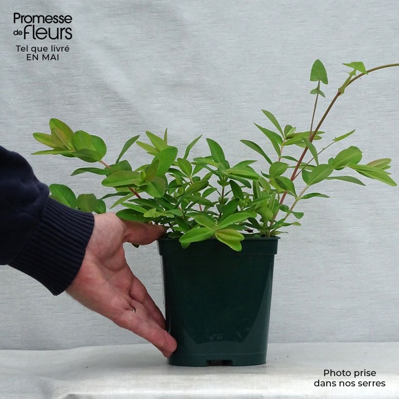 Hypericum calycinum - Iperico Vaso da 2L/3L esemplare consegnato in primavera