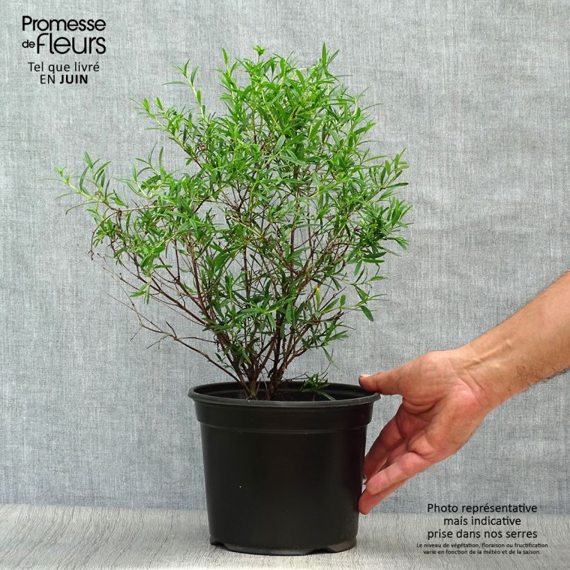 Esemplare di Hypericum densiflorum Buttercup - Iperico Vaso da 2L/3L consegnato in estate