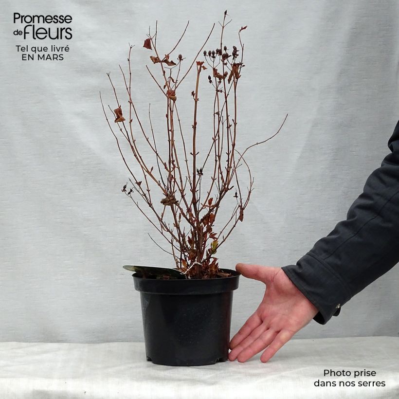 Hypericum inodorum Elstead - Iperico Vaso da 1,5L/2L esemplare consegnato in primavera