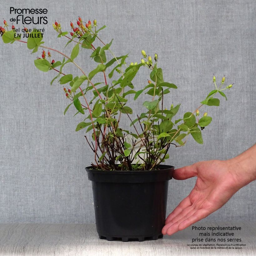 Esemplare di Hypericum inodorum Rheingold - Iperico Vaso da 1L/1,5L consegnato in estate