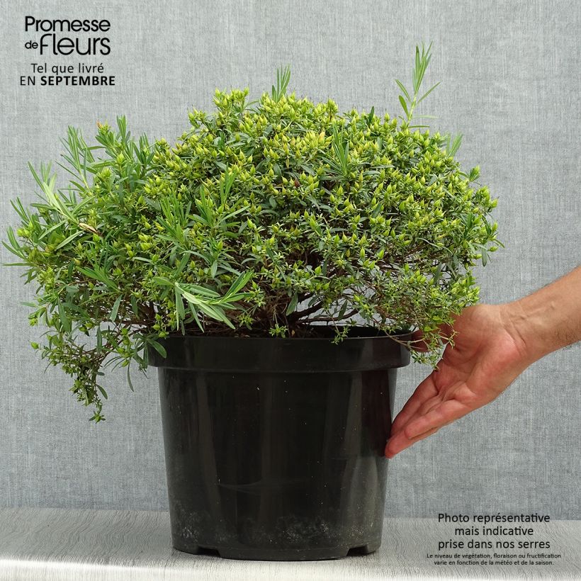 Esemplare di Hypericum kalmianum Cobalt-n-Gold - Iperico Vaso da 7,5L/10L come consegnato in autunno