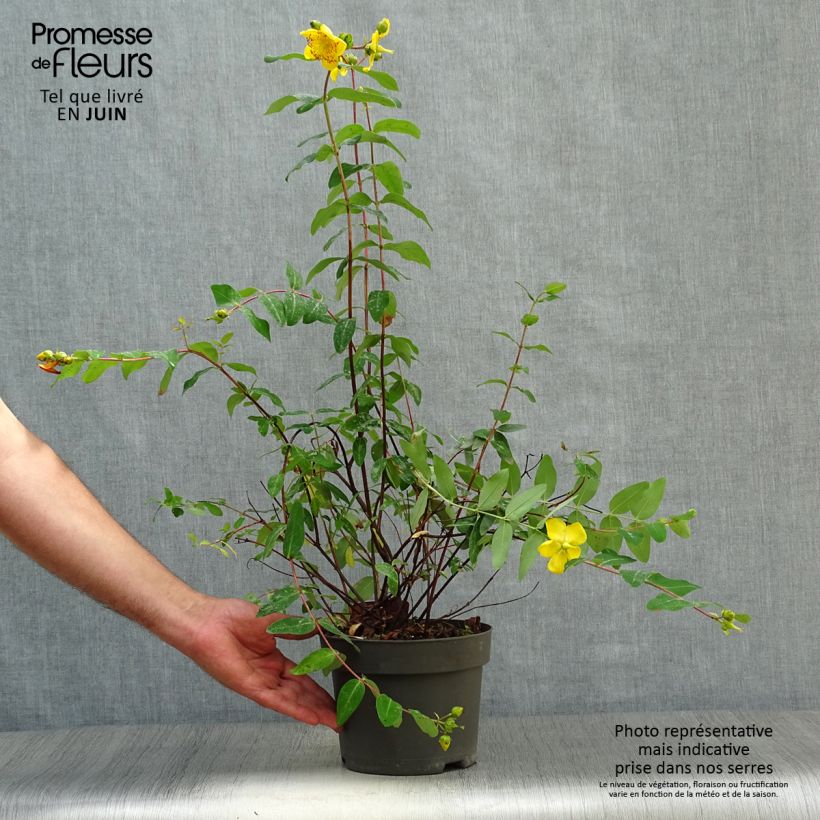 Esemplare di Hypericum moserianum - Iperico Vaso da 2L/3L consegnato in estate