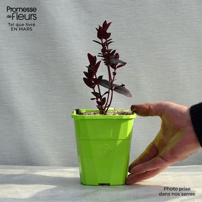 Hypericum MIRACLE Night - Iperico Vaso da 1,5L/2L esemplare consegnato in inverno