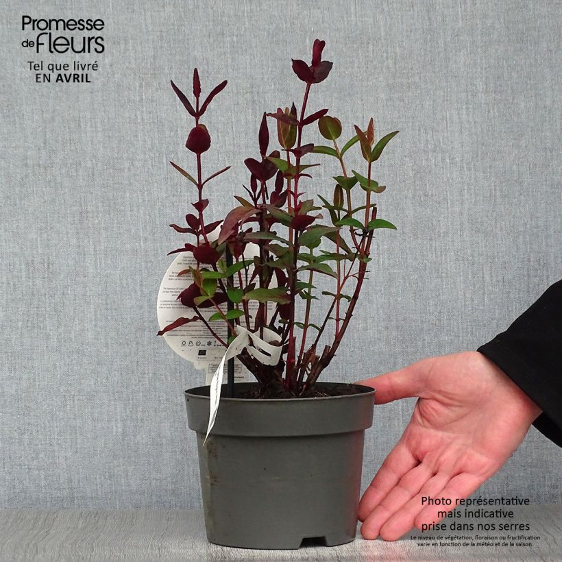 Hypericum MIRACLE Night - Iperico Vaso da 1,5L/2L esemplare consegnato in primavera
